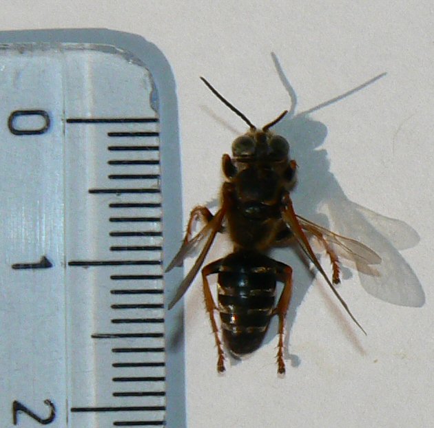 Tachytes etruscus (Crabronidae)