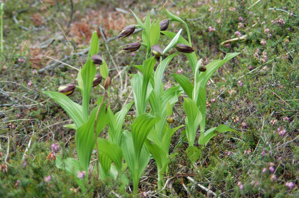 Cypripedium calceolus nuova stagione