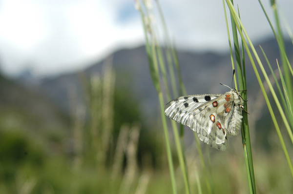 Parnassius apollo: nuova stagione!