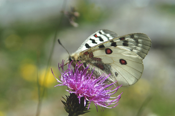 Parnassius phoebus ... finalmente!!!