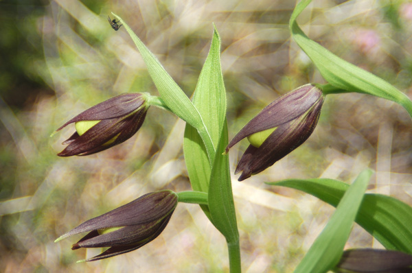 Cypripedium calceolus nuova stagione