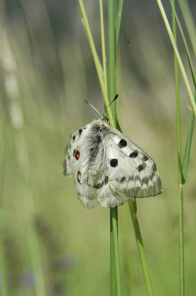 Parnassius apollo: nuova stagione!