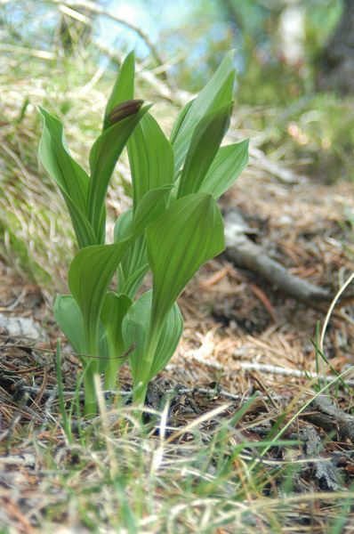 Cypripedium calceolus nuova stagione