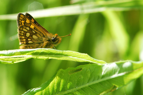 Carterocephalus palaemon