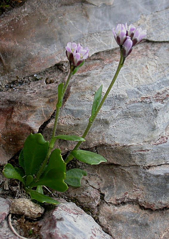 Arabis caerulea  / Arabetta celeste