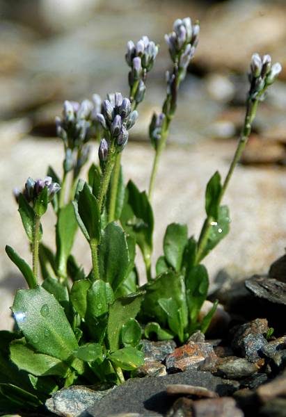 Arabis caerulea  / Arabetta celeste