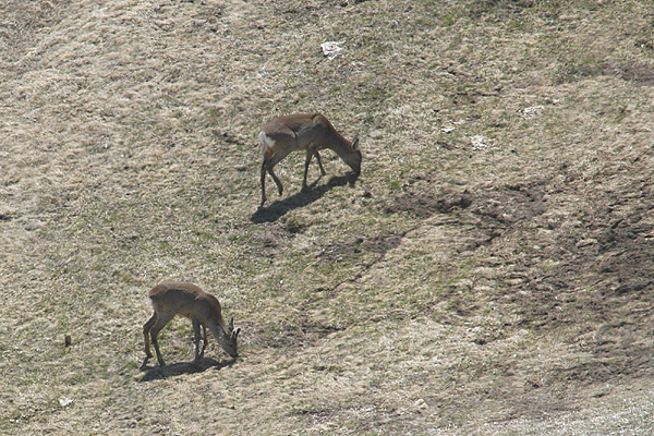 Caprioli al pascolo!