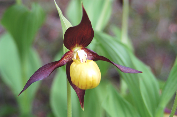 Cypripedium calceolus nuova stagione