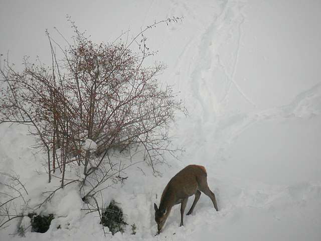 PASSIONE PER IL CERVO