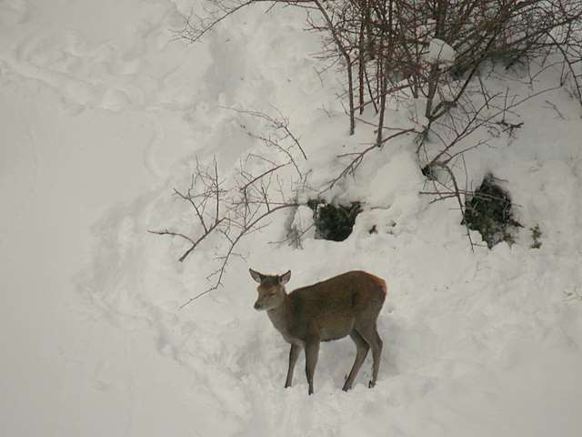 PASSIONE PER IL CERVO
