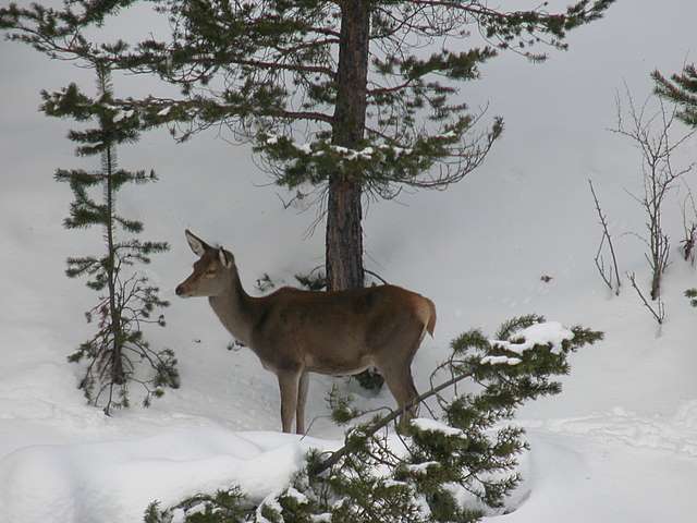 PASSIONE PER IL CERVO