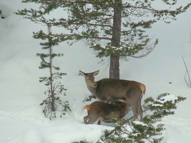PASSIONE PER IL CERVO