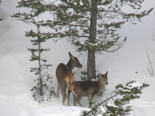 PASSIONE PER IL CERVO