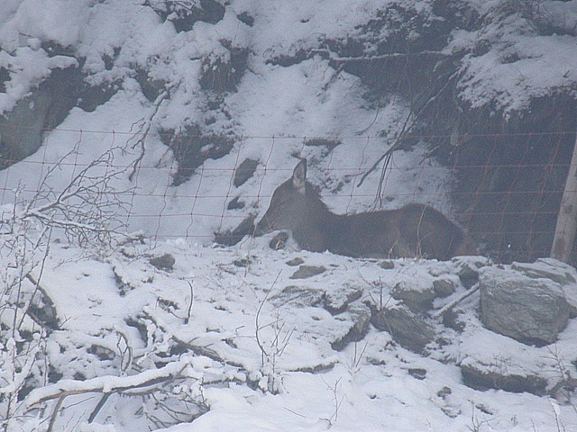 PASSIONE PER IL CERVO