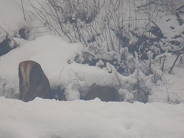 PASSIONE PER IL CERVO