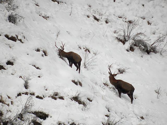 PASSIONE PER IL CERVO