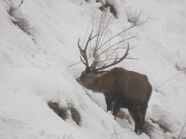 PASSIONE PER IL CERVO