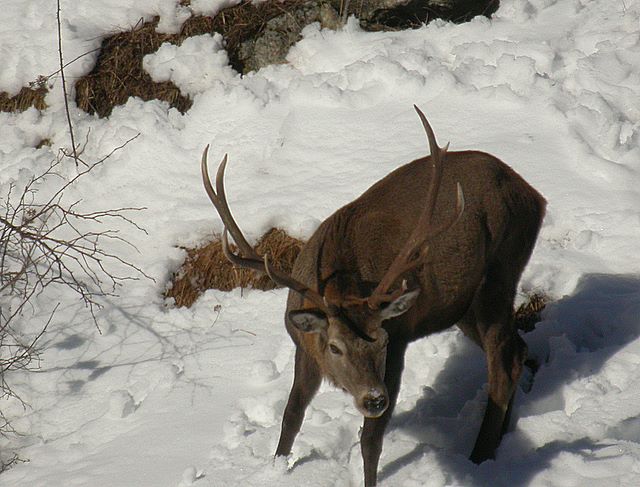 PASSIONE PER IL CERVO