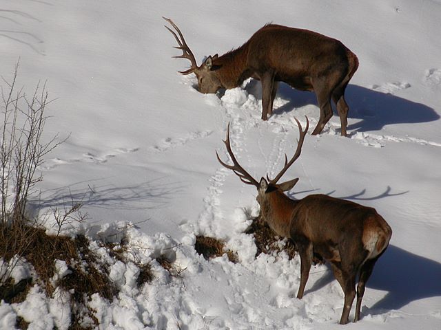 PASSIONE PER IL CERVO