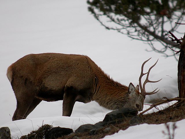 PASSIONE PER IL CERVO