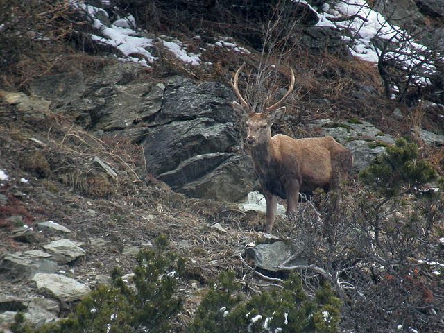 PASSIONE PER IL CERVO