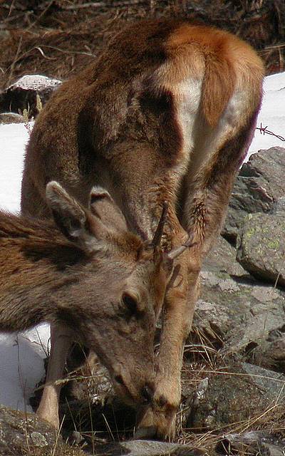 PASSIONE PER IL CERVO