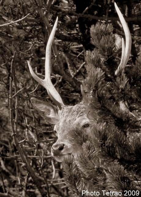 PASSIONE PER IL CERVO