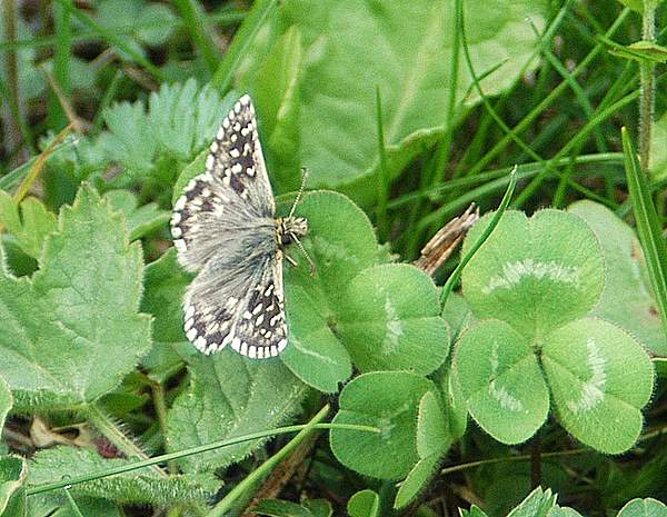 Pyrgus malvae ssp. malvoides