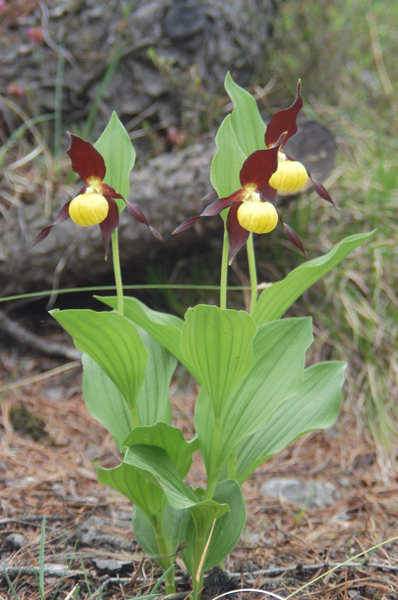 Cypripedium calceolus nuova stagione