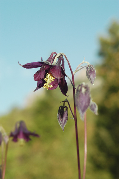 Aquilegia atrata / Aquilegia scura
