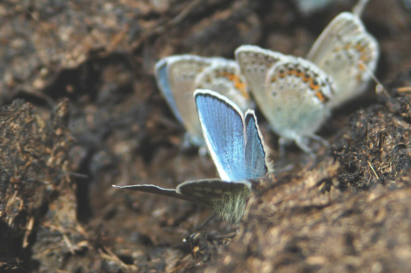 Plebejus (Albulina) orbitulus