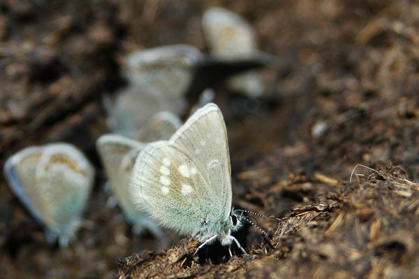 Plebejus (Albulina) orbitulus