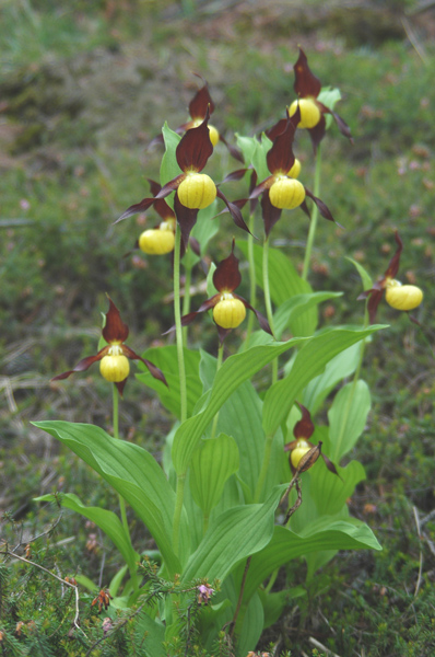 Cypripedium calceolus nuova stagione