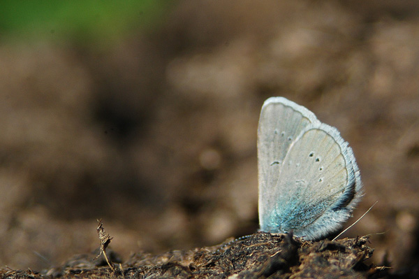 Plebejus (Albulina) orbitulus