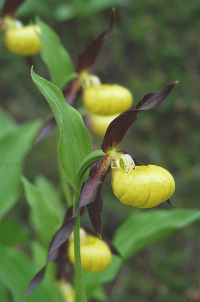 Cypripedium calceolus nuova stagione