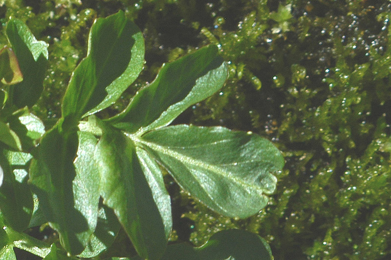 Cardamine amara