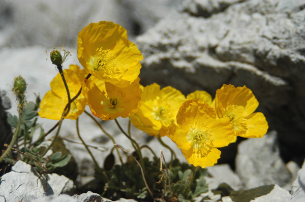 Papaver alpinum / Papavero alpino