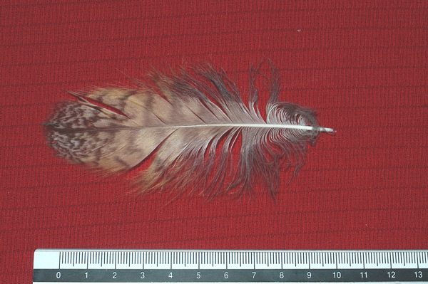Penne : Rapace notturno - Gufo comune (Asio otus)