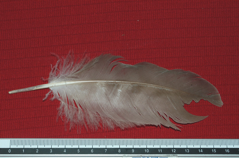 Penne : Aquila chrysaetos/Aquila reale