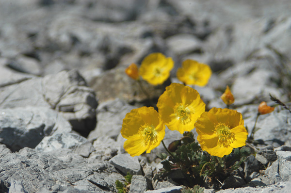 Papaver alpinum / Papavero alpino