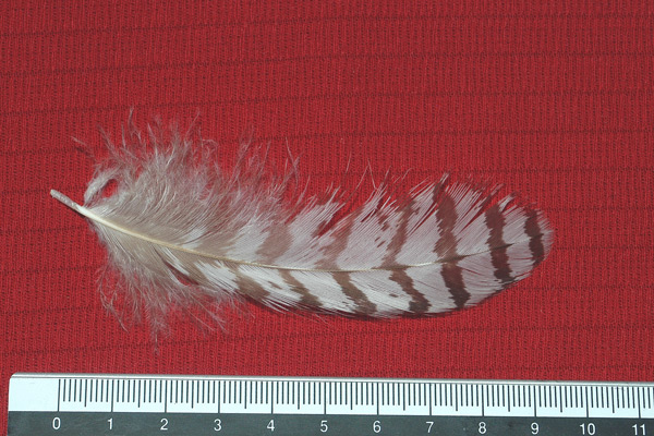 Penne : rapace diurno - Accipiter sp.