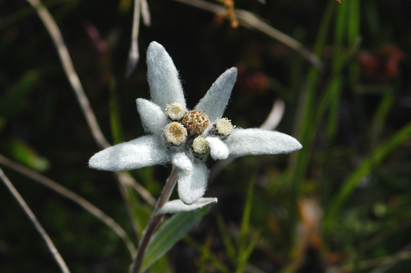 Leontopodium alpinum / Stella alpina