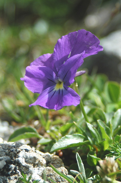 Viola calcarata/Viola con sperone