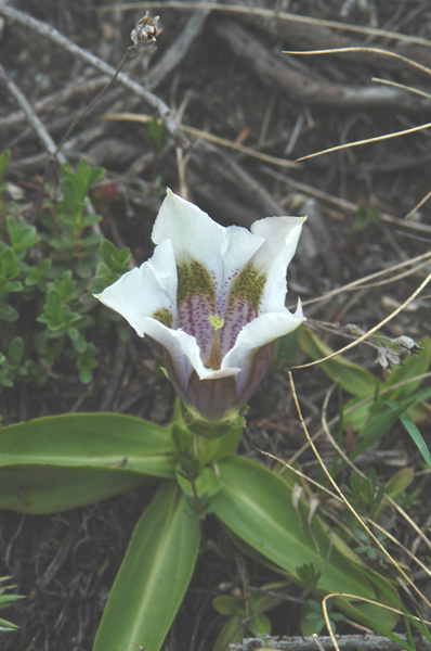 Genziana acaulis in bianco!