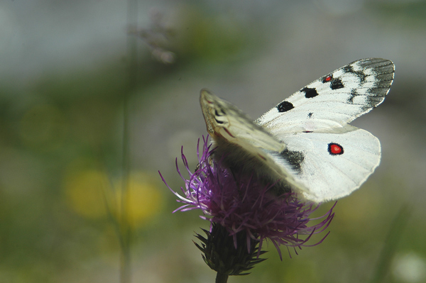 Parnassius phoebus ... finalmente!!!