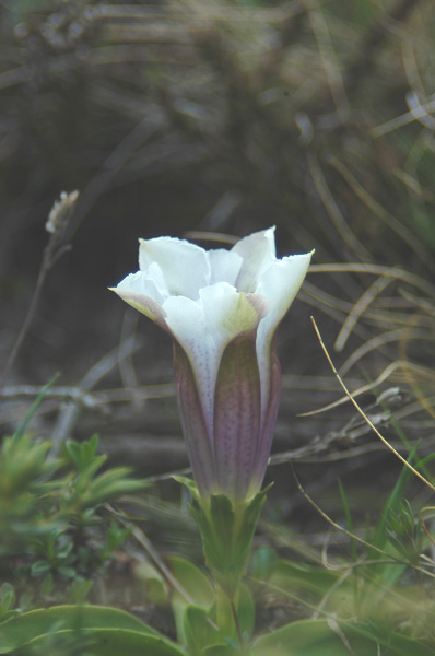 Genziana acaulis in bianco!
