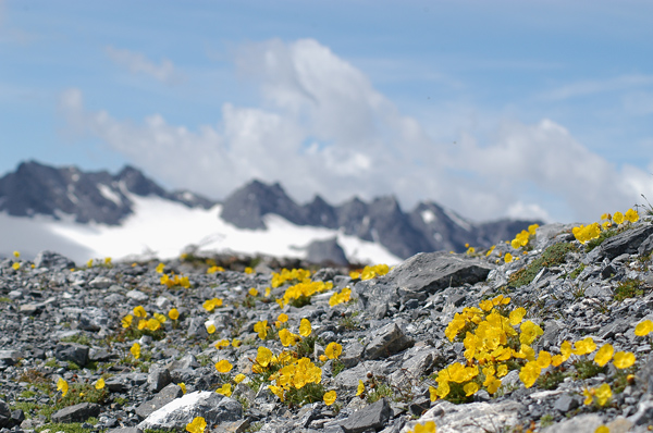 Papaver alpinum / Papavero alpino