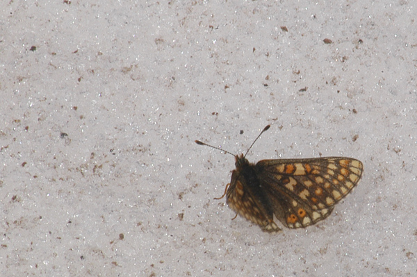 Finalmente Euphydryas debilis