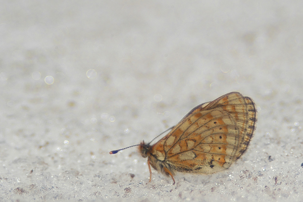 Finalmente Euphydryas debilis