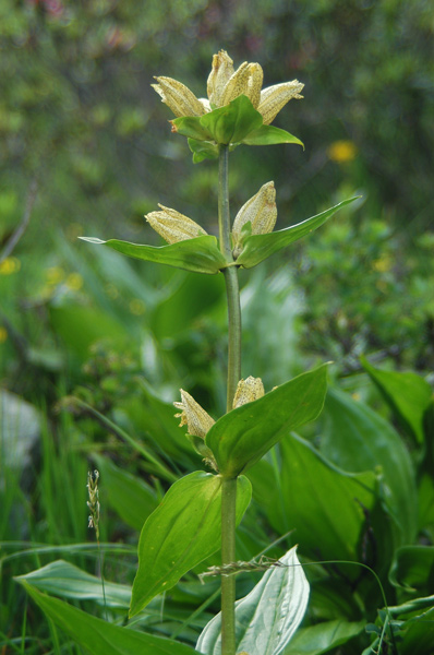 Gentiana punctata L.